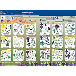 Key to Identifying Wild Flowers of Grassland